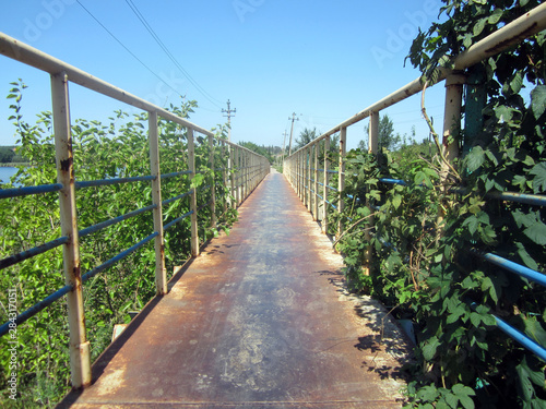 bridge in the forest