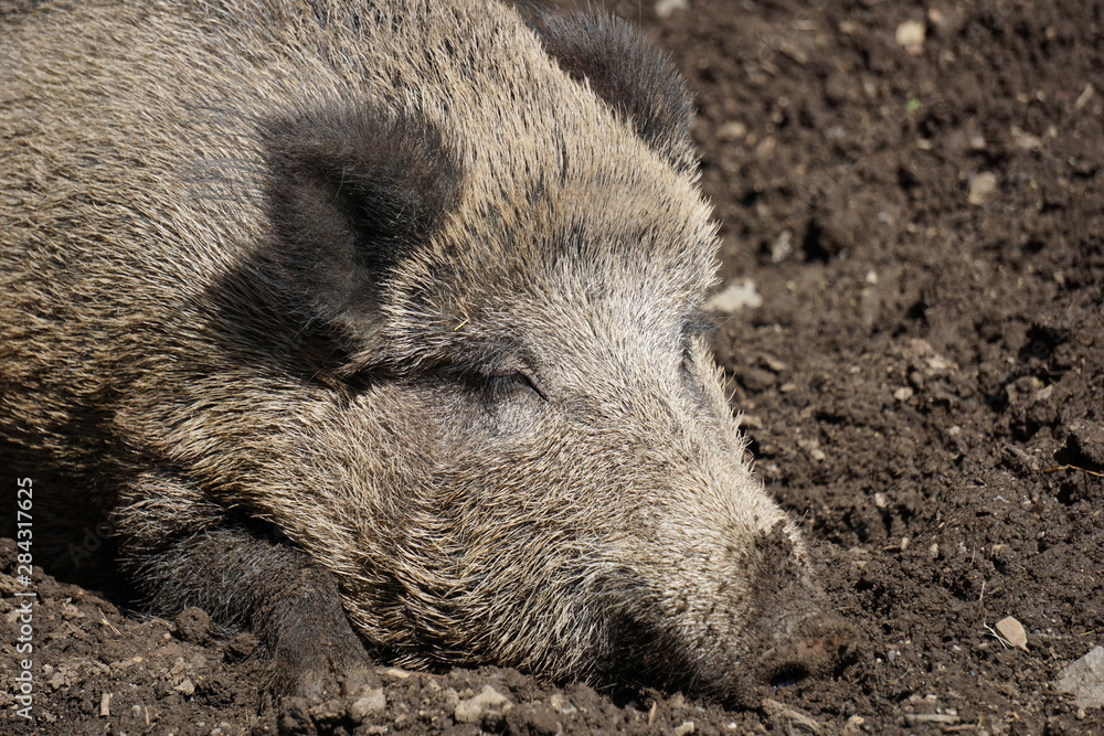 Wildschwein entspannt und satt schläft sich aus Wildschwein entspannt und satt schläft sich aus