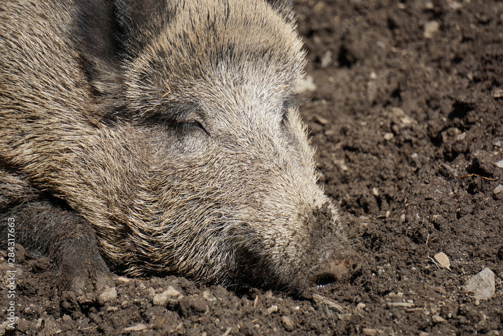 Wildschwein entspannt und satt schläft sich aus Wildschwein entspannt und satt schläft sich aus