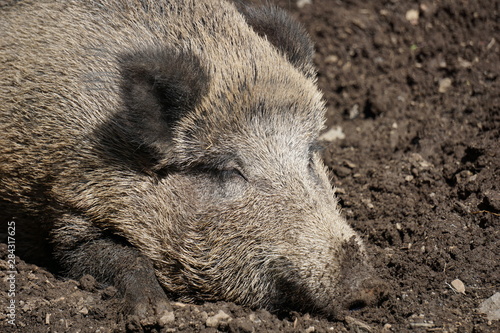 Wildschwein entspannt und satt schläft sich aus