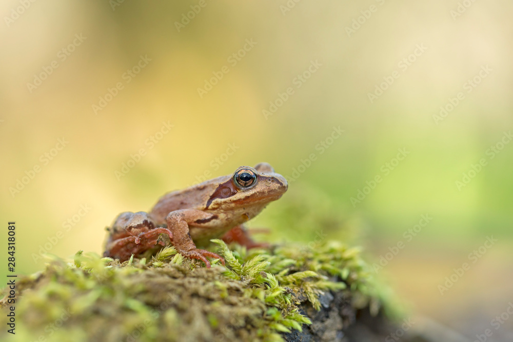 young Frog - Rana temporaria on green moss. The Common Frog, Rana temporaria also known as the European Common Frog young Frog - Rana temporaria on green moss. The Common Frog, Rana temporaria also known as the European Common Frog