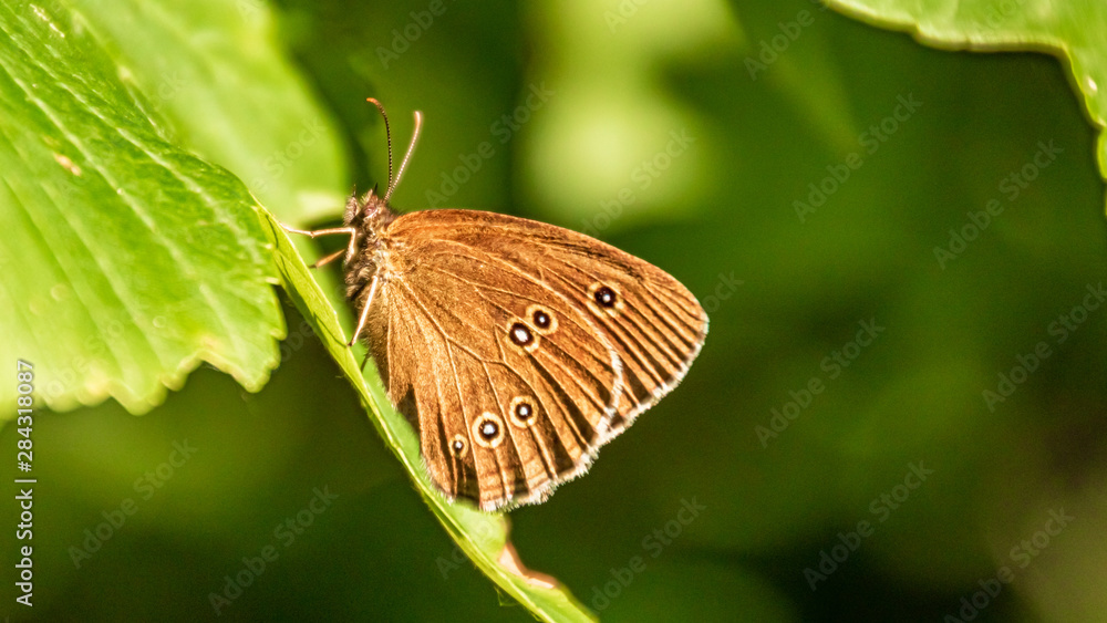 Fototapeta premium Macro of a beautiful ringlet butterfly on a leaf