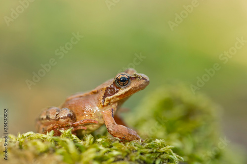 young Frog - Rana temporaria on green moss. The Common Frog, Rana temporaria also known as the European Common Frog