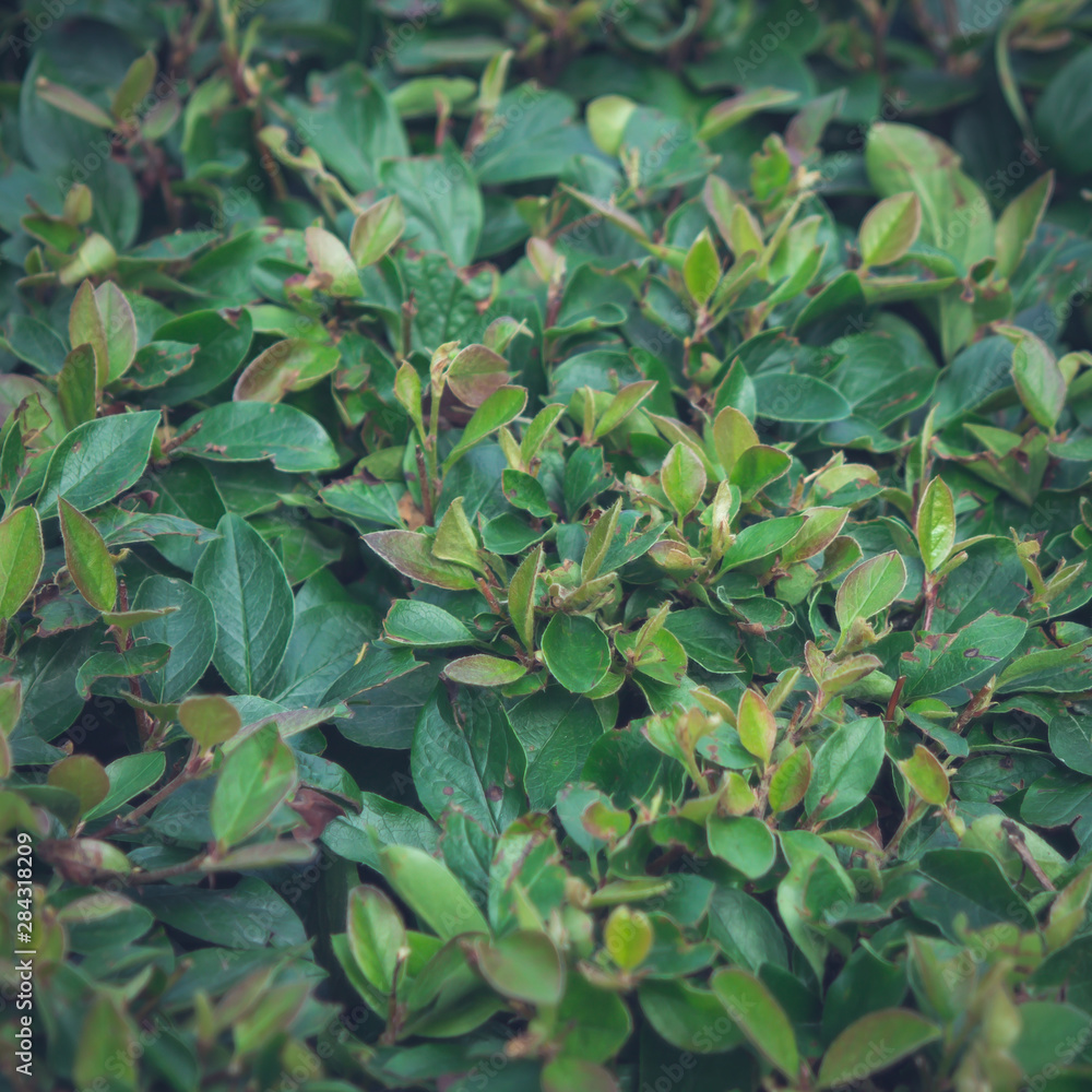 Obraz premium green leaves wall texture background