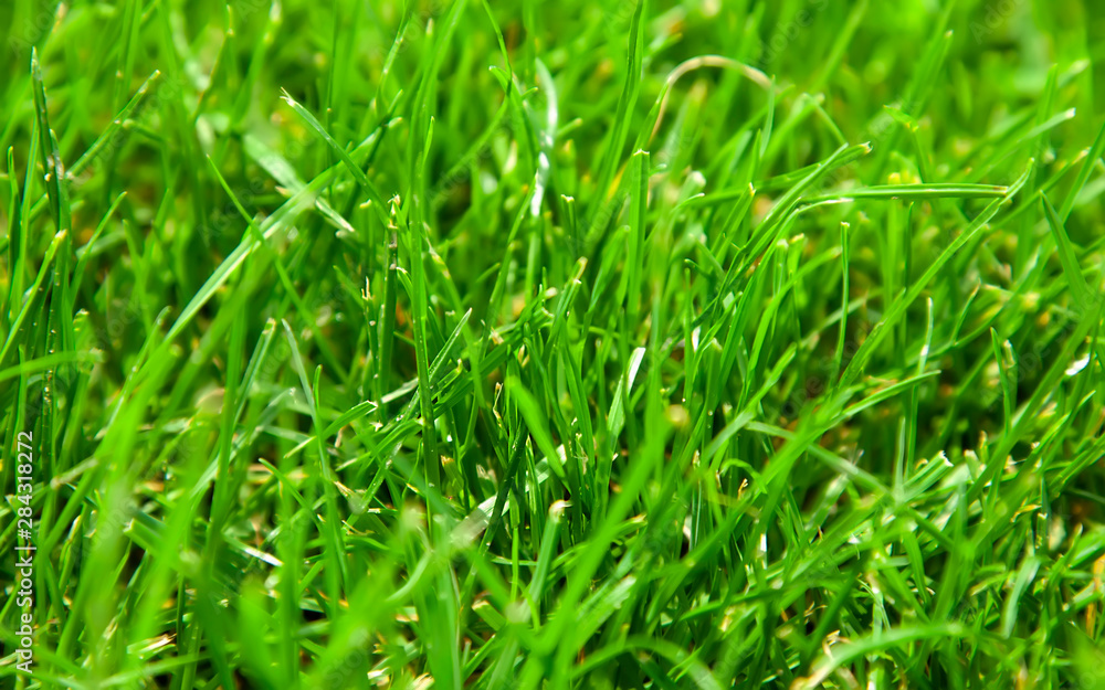 Beautiful fresh green grass background closeup Beautiful fresh green grass background closeup
