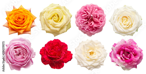 Collection multicolored flowers head roses isolated on a white background. Flat lay, top view