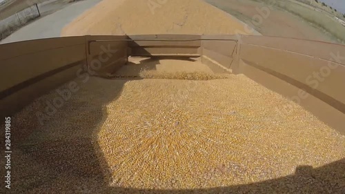 unloading corn crop from trailer (GoPro) photo