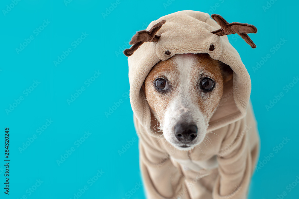Close up portrait of funny beautiful dog wearing christmas deer costume, looking on camera, isolated on winter blue background Close up portrait of funny beautiful dog wearing christmas deer costume, looking on camera, isolated on winter blue background