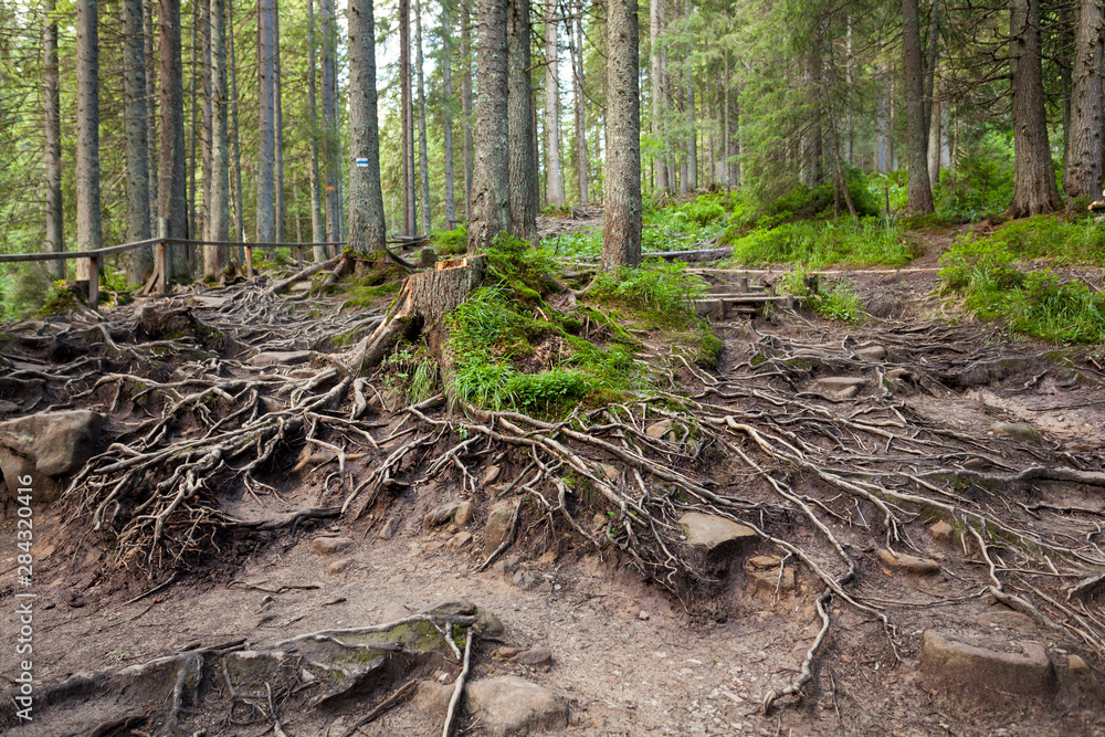 Forest in the Carpathian mountains Forest in the Carpathian mountains