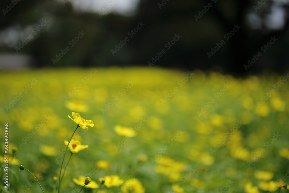 Obraz premium キバナコスモス(レモンブライト)