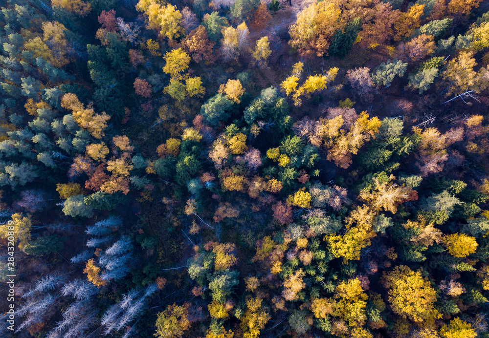 Aerial view of bright yellow autumn forest with yellow and green leaves and naked trunks. Autumn woodland landscape and background from a birds eye view Aerial view of bright yellow autumn forest with yellow and green leaves and naked trunks. Autumn woodland landscape and background from a birds eye view