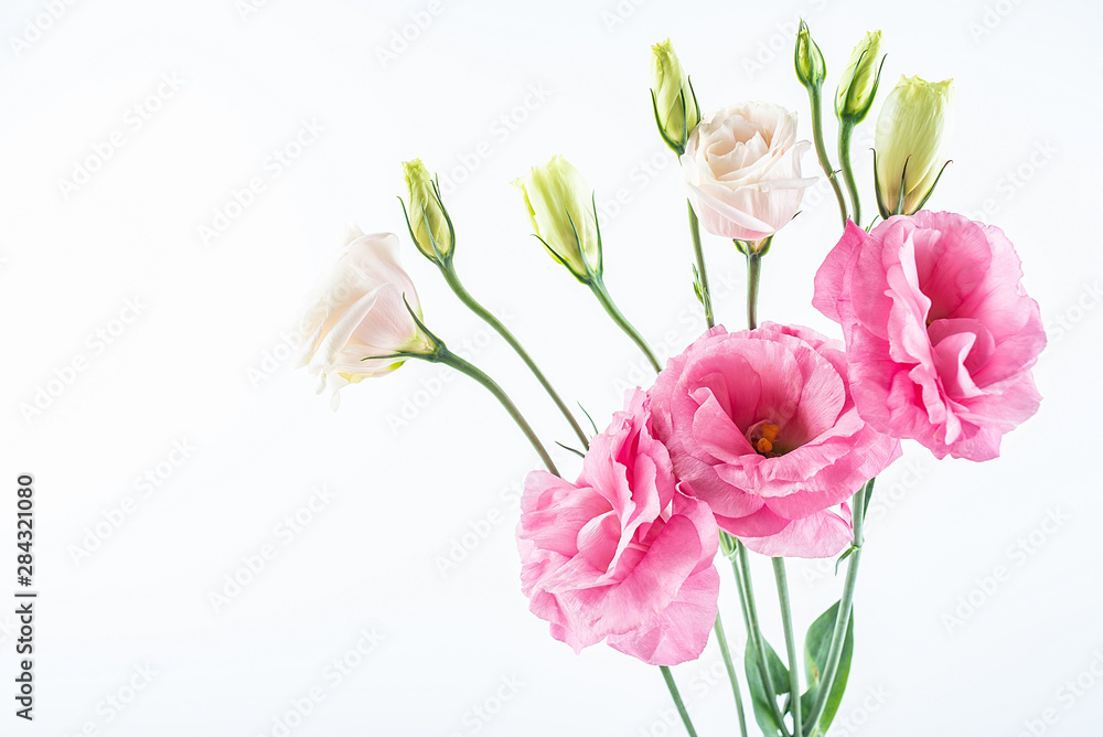 Flowers eustoma on white background Flowers eustoma on white background