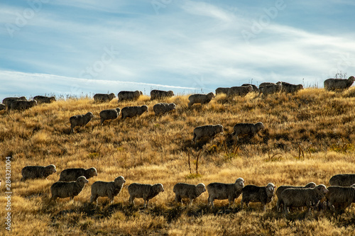 Lovely sheep being herded enjoy grazing on the slopes of hillside with beautiful clear blue sky on the way to Mount John Observatory, South New Zealand.