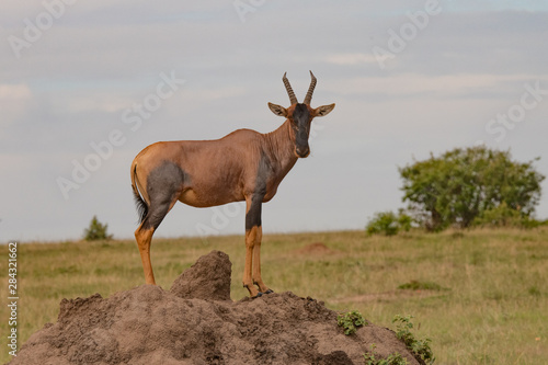 Topi antelope standing on a termite mound in the Masai Mara