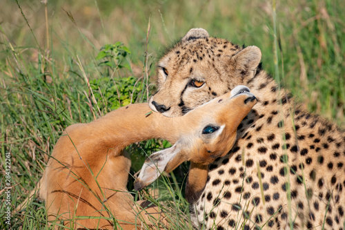 Close up of a cheetah with an impala in its jaws in the Masai Mara photo