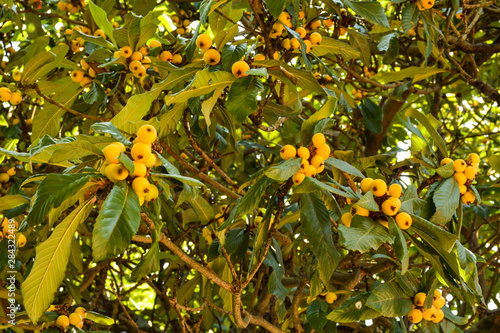 Fig fruits among green leaves