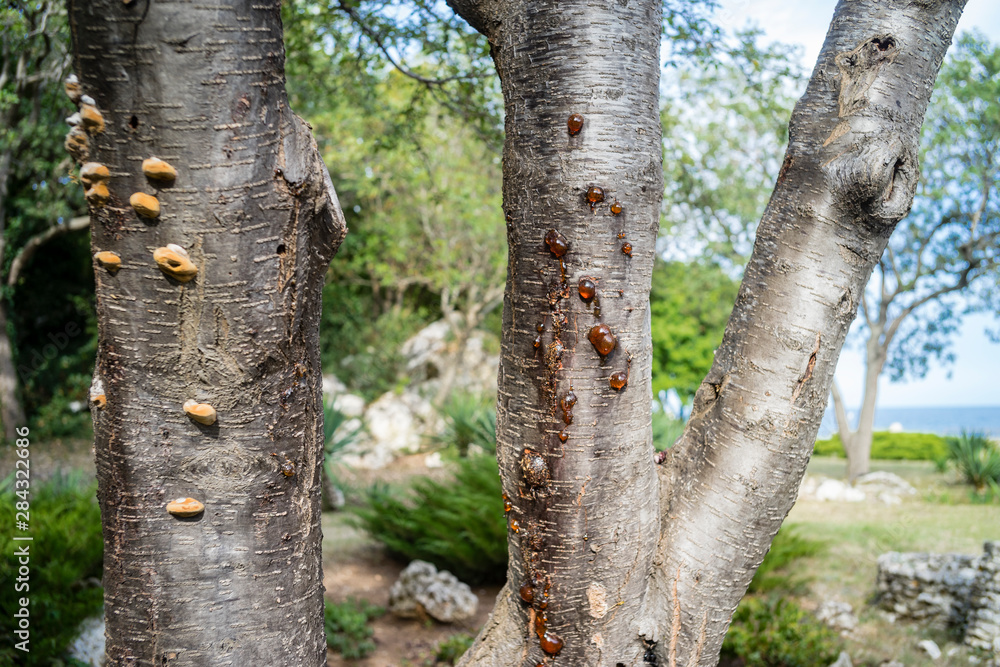 Two tree trunks with their bark covered in mushrooms and respectively resin against a seaside backdrop.