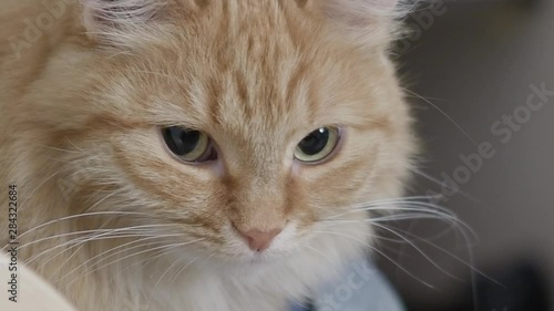 Close up footage of cute ginger cat. Fluffy pet portrait.