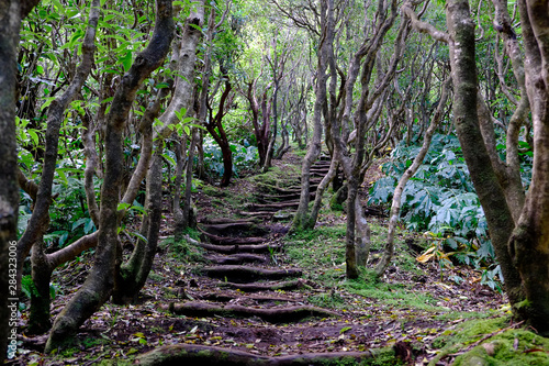 Verzauberte Treppe auf dem Cabe  o do Canto - Faial Wanderweg