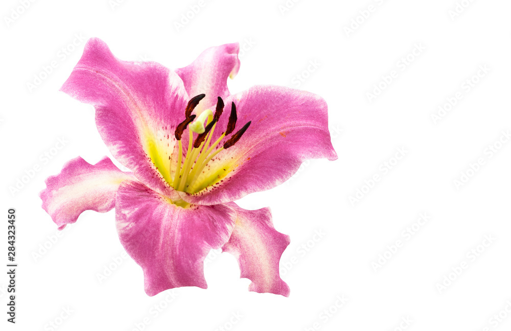 Pink lily flower. Pink lily flower isolated on a white background. Pink lily flower. Pink lily flower isolated on a white background.