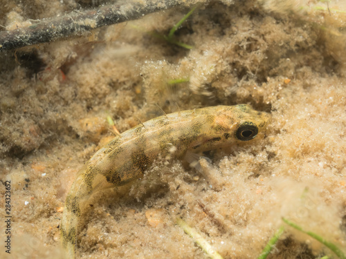 Ninespine Stickleback fish (Pungitius pungitius)