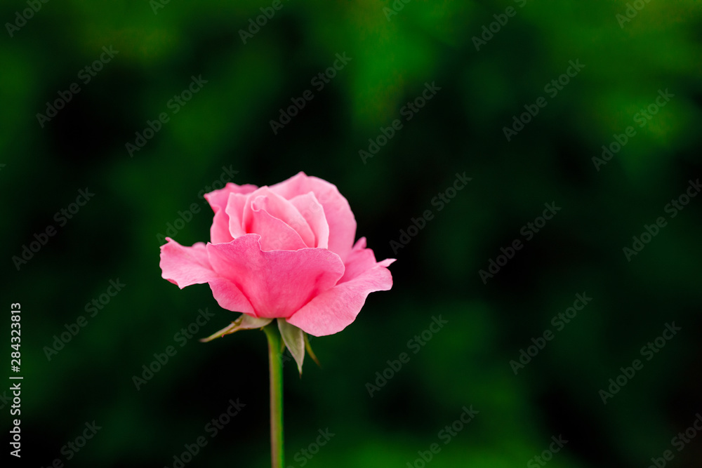 Pink rose flower bud blooming in garden, summer background
