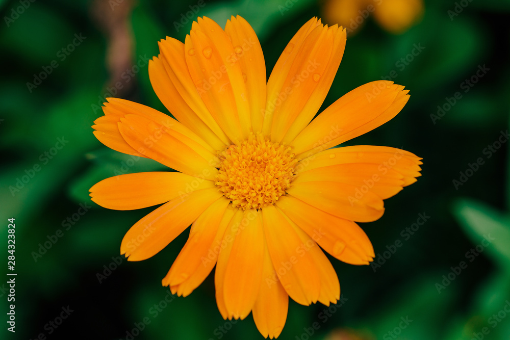 Summer background with growing calendula flower, marigold Summer background with growing calendula flower, marigold