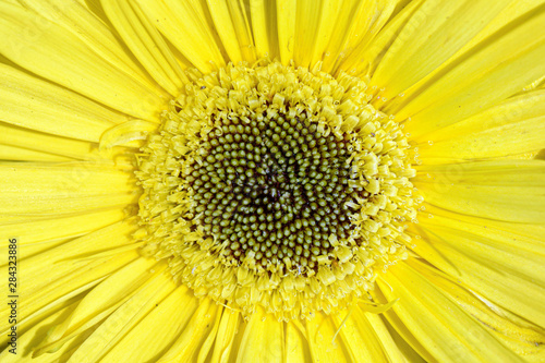 Macro of the bright yellow center of a beautiful Gerbera daisy flower