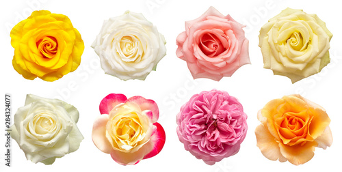 Collection multicolored flowers head roses isolated on a white background. Flat lay, top view