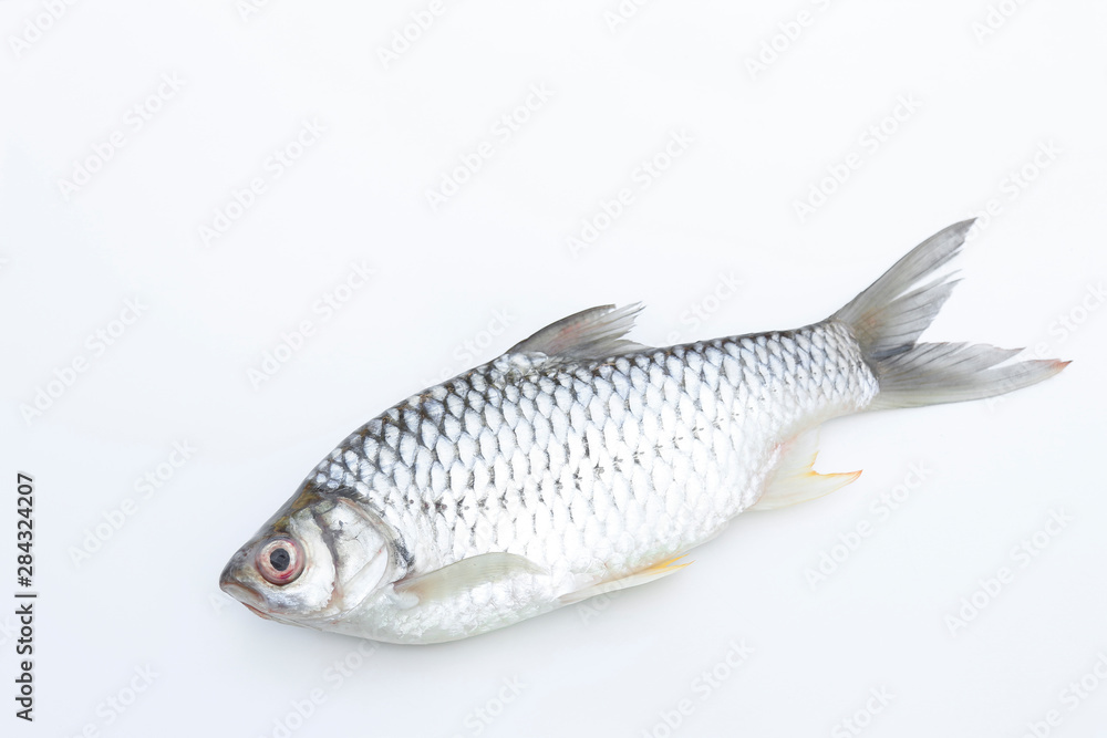carp fish on white background for food editing work carp fish on white background for food editing work