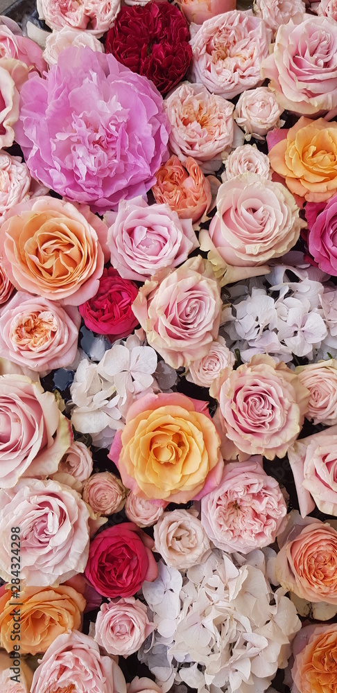 Background image of roses. Colored fresh pastel roses. Pink and white roses and hydrangea. Background image of roses. Colored fresh pastel color flowers.