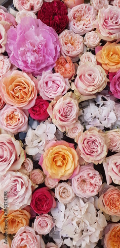 Background image of roses.  Colored fresh pastel roses. Pink and white roses and hydrangea. Background image of roses.  Colored fresh pastel color flowers.