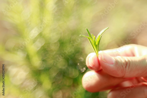 Fresh rosemary leaf on tree for harvest in herb 