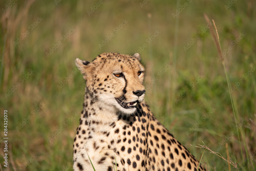 Side profile of a cheetah in the Masai Mara Side profile of a cheetah in the Masai Mara