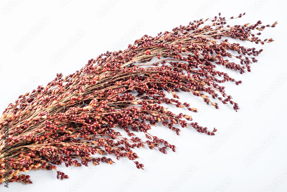 Naklejka premium Red sorghum spike on white background
