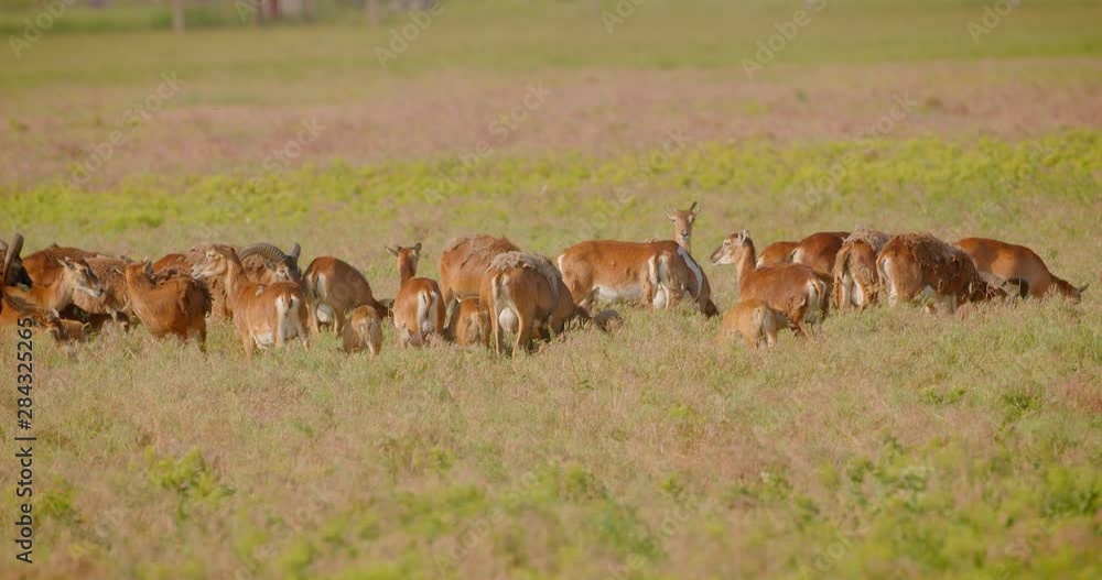 Closeup shoot of group of goats male and female standing in the green field in the national park Closeup shoot of group of goats male and female standing in the green field in the national park