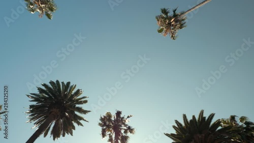 Driving Under Beverly Hills Palm Trees With Sun Beam