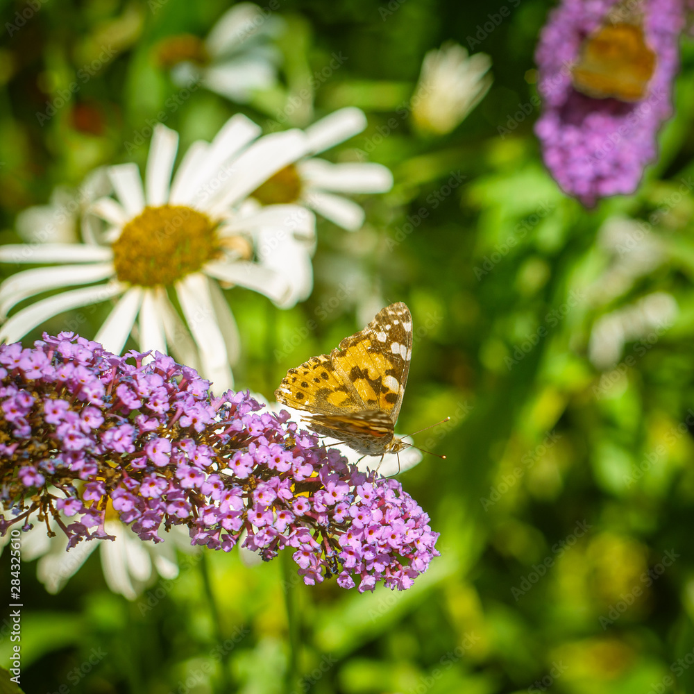 Painted Lady Butterfly In a Garden in Scotland in Summer
