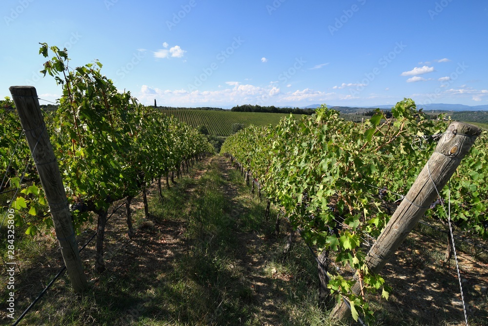 Beautiful vineyards in tuscany with blue sky. Chianti region in Italy. Beautiful vineyards in tuscany with blue sky. Chianti region in Italy.