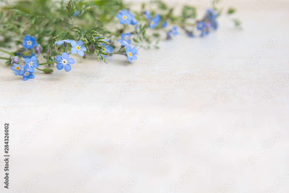 Blue myosotis flowers on a light background. The basis for creating albums and postcards. Flowers - a symbol of memorable moments