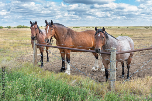 Horses behind a Barbed Wire Fence © jkgabbert