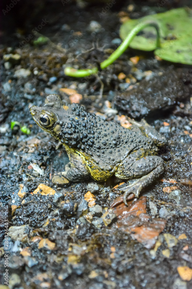 Fototapeta premium frog in the wild