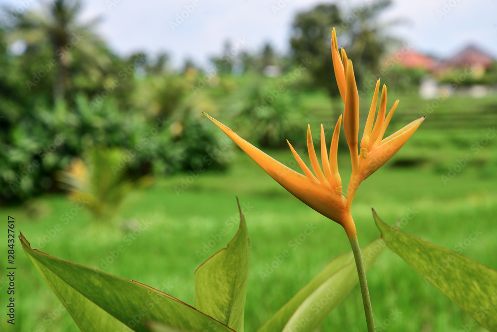 Orange tropical exotic flowers Orange tropical exotic flowers