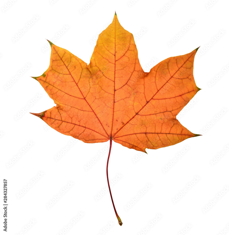 Beautiful colorful autumn leaf Beautiful colorful autumn leaf