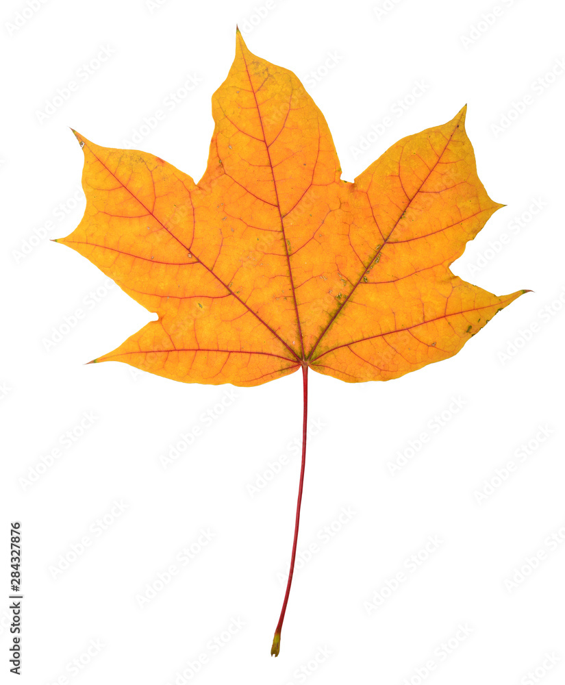 Beautiful colorful autumn leaf Beautiful colorful autumn leaf