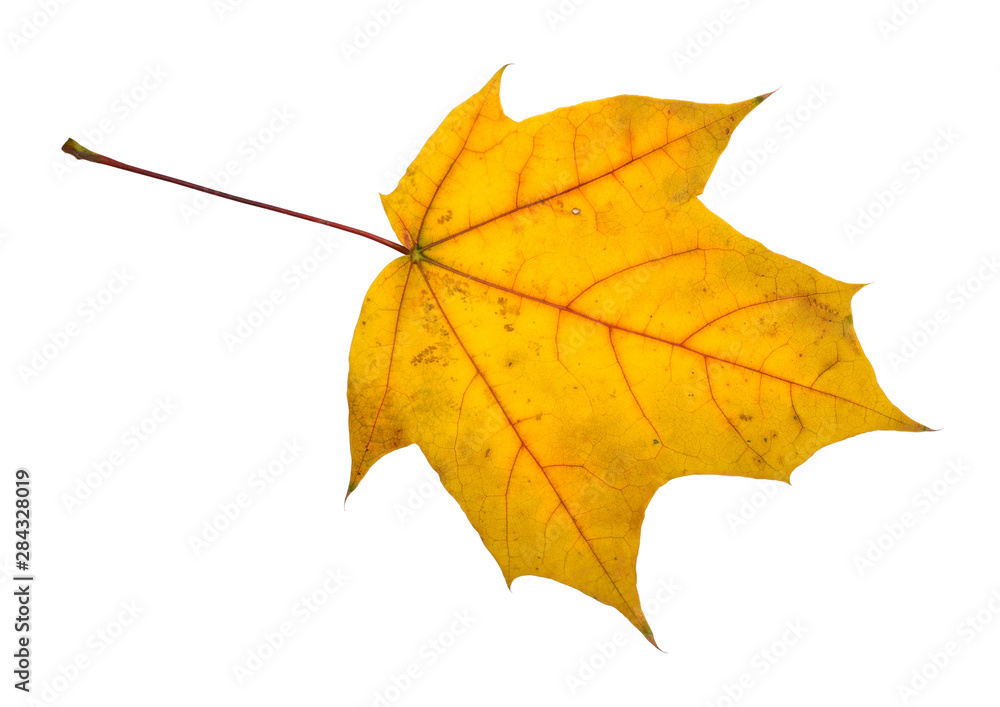 Beautiful colorful autumn leaf Beautiful colorful autumn leaf