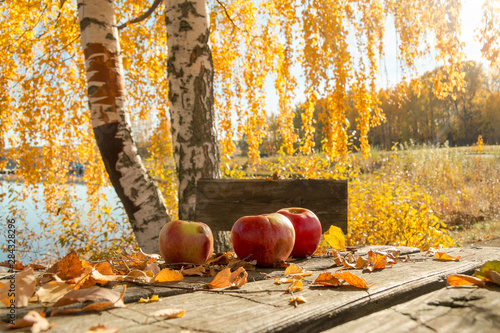 Autumn with apples by the lake - sweden