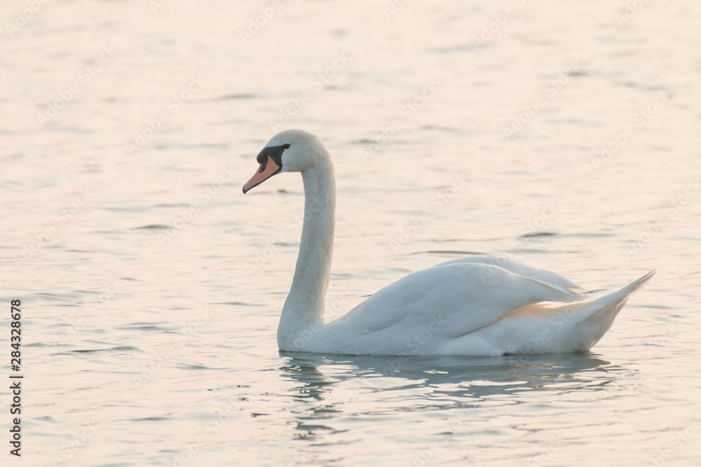 A single swan swimming on a small pond. Located in the Suffolk countryside A single swan swimming on a small pond. Located in the Suffolk countryside