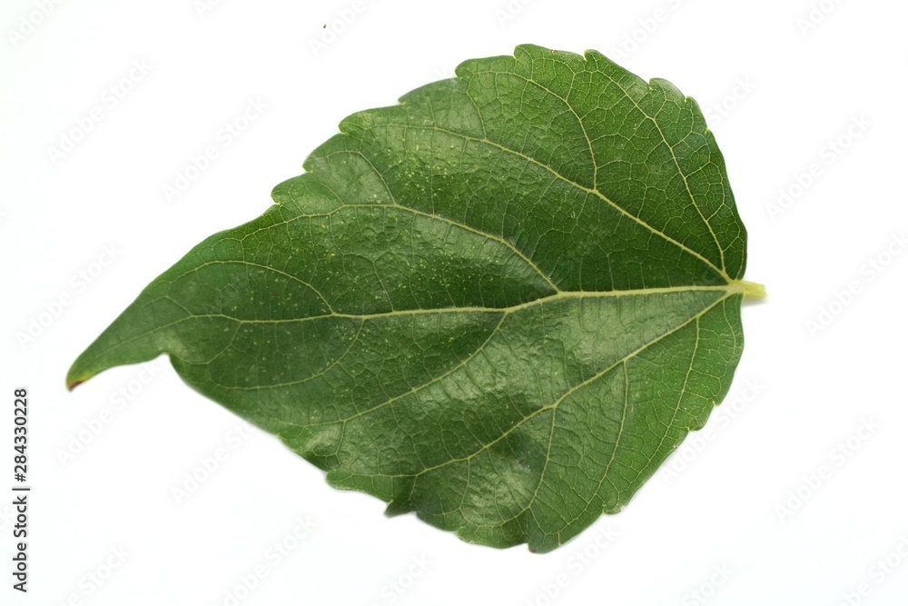 fresh green Mulberry leaf on white background fresh green Mulberry leaf on white background