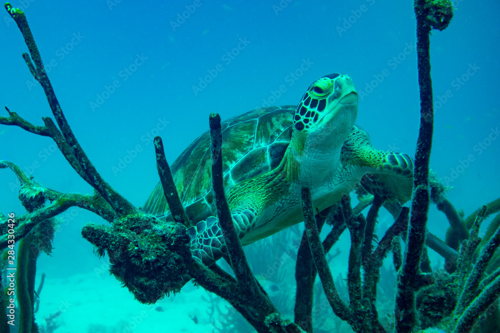 Green Turtle Resting on Coral - obrazy, fototapety, plakaty 